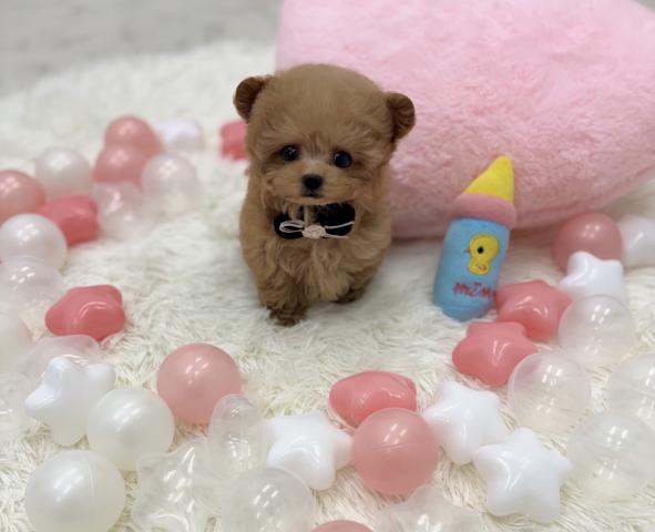 トイプードル🫧ティーカッププードル🫧の写真（埼玉県）