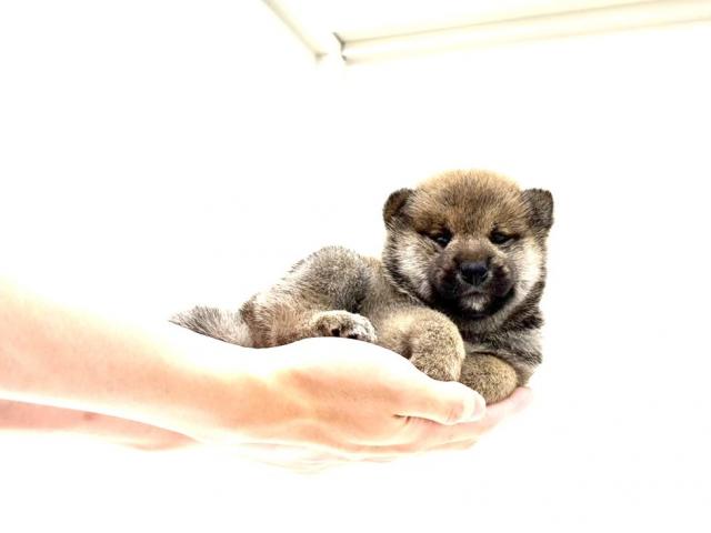 柴犬589の写真4