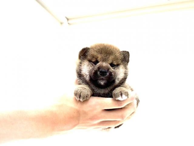 柴犬589の写真2