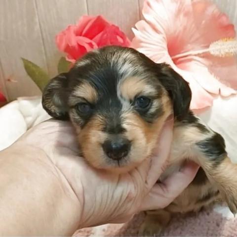 ミニチュアダックスフンド(ロング)