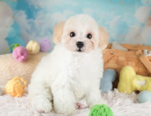 ビショプーションの写真5