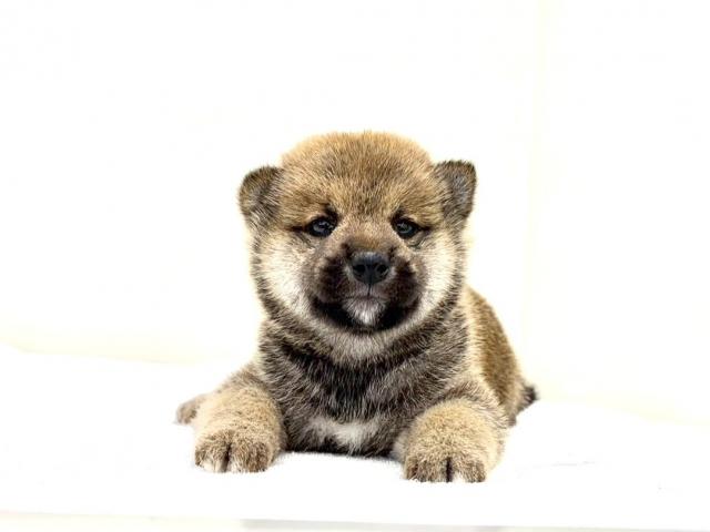 柴犬589の写真5