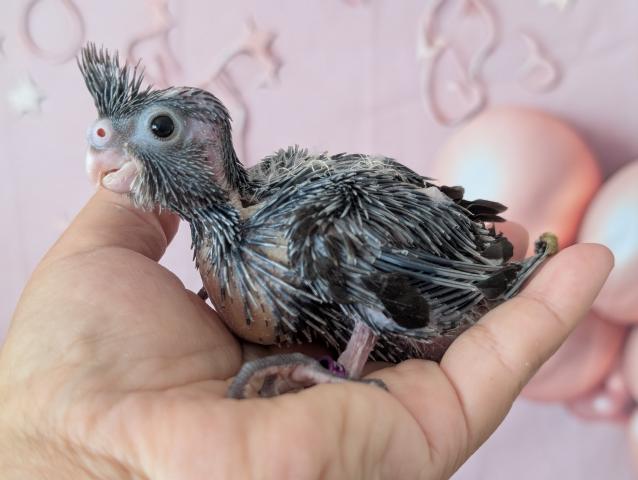 オカメインコ WFノーマル