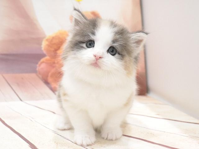 ノルウェージャンフォレストキャットの写真5