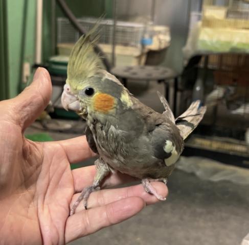 オカメインコ