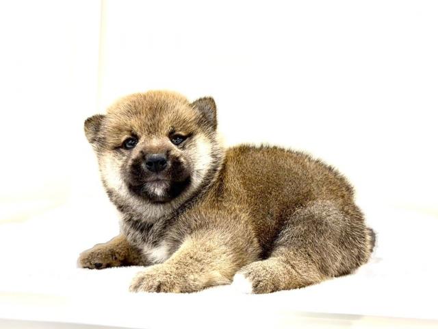 柴犬589