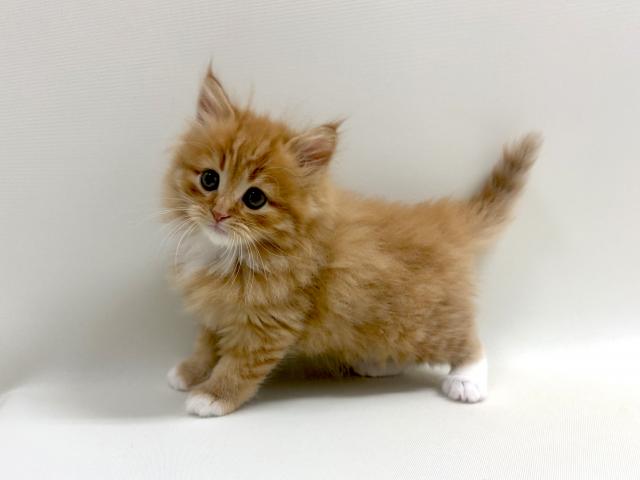 サイベリアン💕猫アレルギー有る方にお勧め猫種💕の写真4