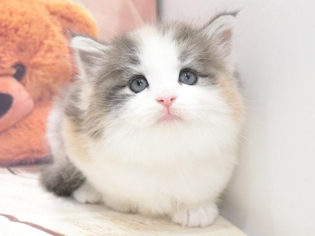 ノルウェージャンフォレストキャットの写真6