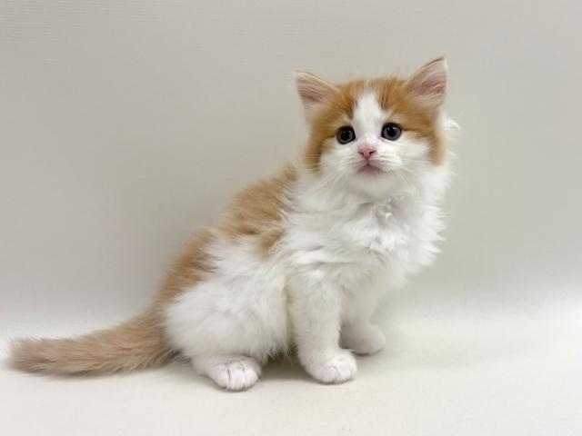 サイベリアン💕猫アレルギー有る方にお勧め猫種💕の写真2