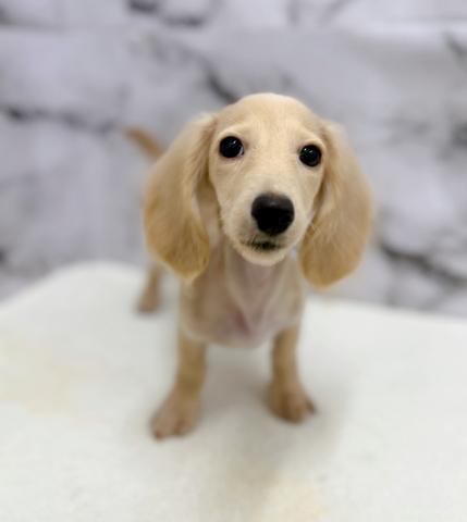 ミニチュアダックスフンド【9/22お写真、動画更新！】Special price‼️とっても綺麗な毛色のダックスちゃん♡遊ぶの大好きわんこです！の写真4
