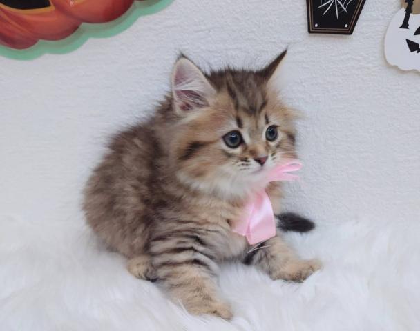 サイベリアン🍫ブラウニーちゃん♪ヘーゼルアイの甘えん坊