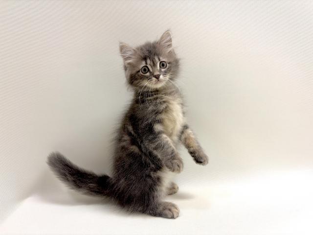 サイベリアン💕猫アレルギー有る方にお勧め猫種💕の写真4