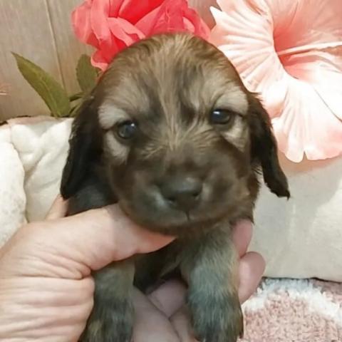 ミニチュアダックスフンド(ロング)