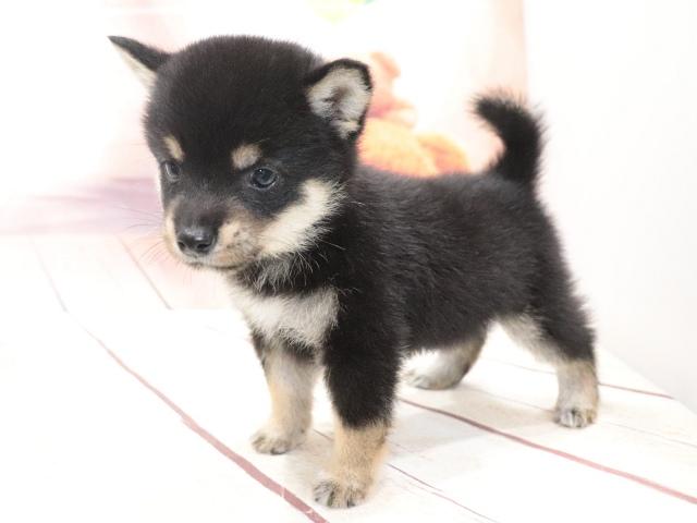 柴犬(豆柴)の写真3