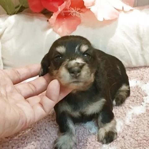 ミニチュアダックスフンド(ロング)