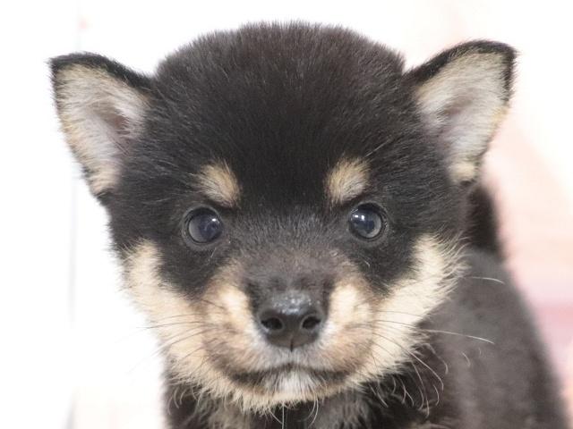 柴犬(豆柴)