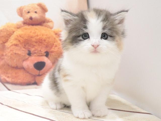 ノルウェージャンフォレストキャットの写真4
