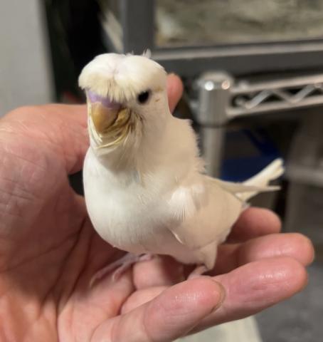 羽衣セキセイインコ