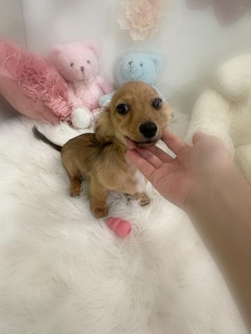 MIXチワックスの写真3