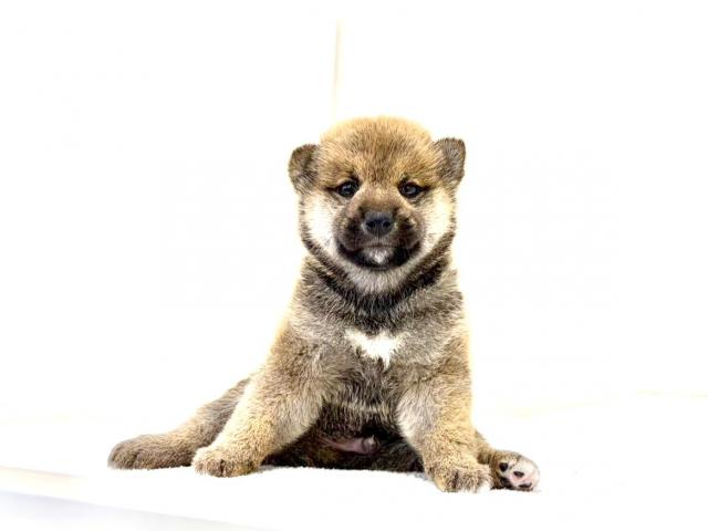 柴犬589の写真3