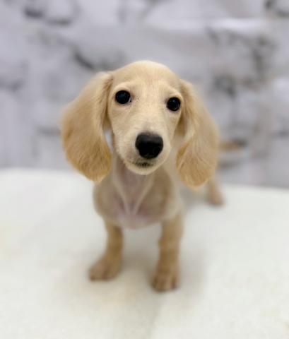 ミニチュアダックスフンド【9/22お写真、動画更新！】Special price‼️とっても綺麗な毛色のダックスちゃん♡遊ぶの大好きわんこです！の写真2