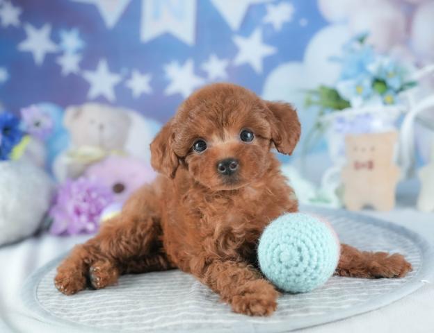 トイプードルの写真4