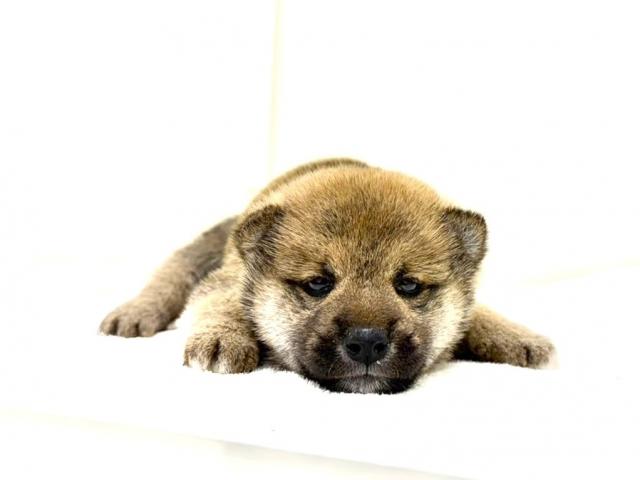 柴犬589の写真6