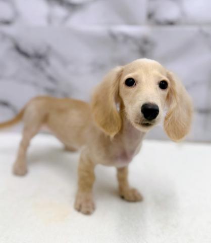 ミニチュアダックスフンド【9/22お写真、動画更新！】Special price‼️とっても綺麗な毛色のダックスちゃん♡遊ぶの大好きわんこです！の写真5