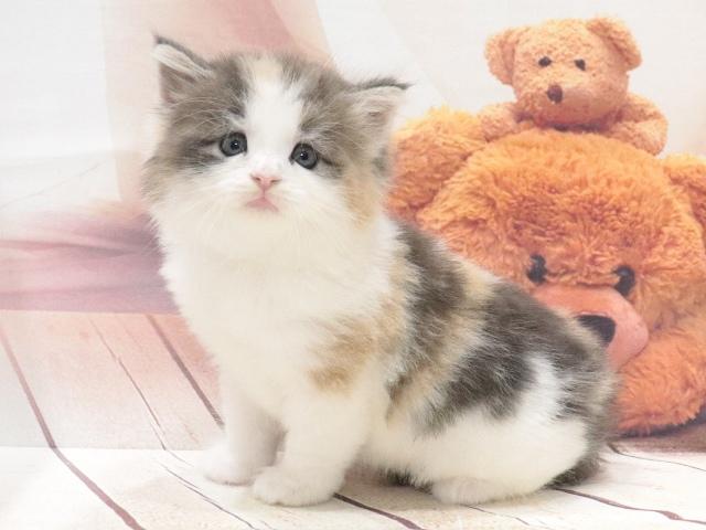 ノルウェージャンフォレストキャットの写真3
