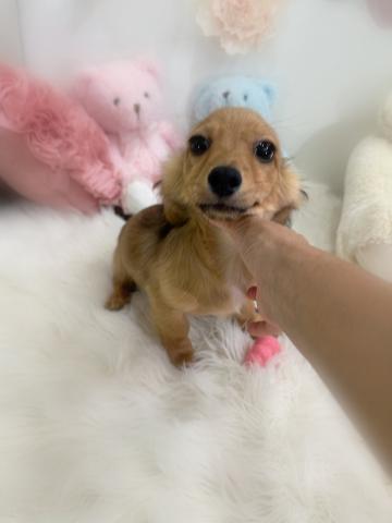 MIXチワックス