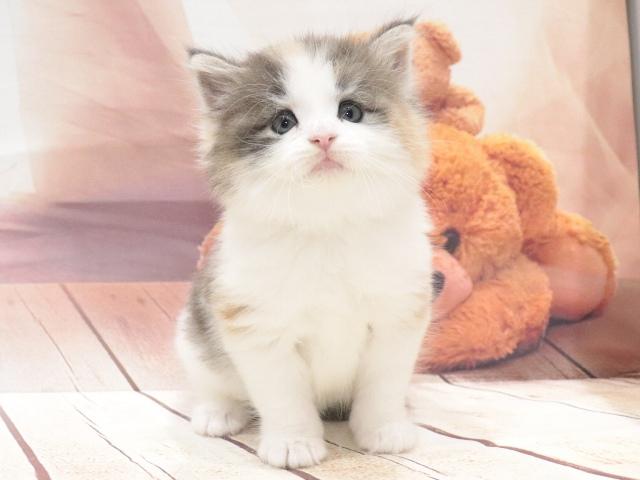 ノルウェージャンフォレストキャットの写真2
