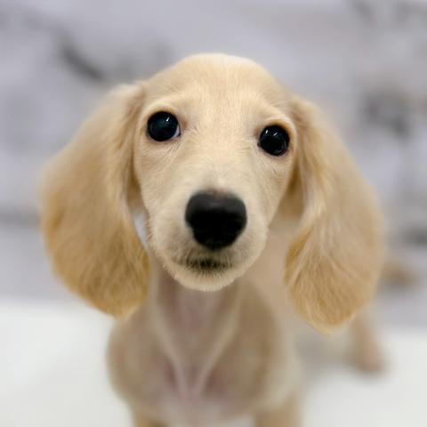 ミニチュアダックスフンド【9/22お写真、動画更新！】Special price‼️とっても綺麗な毛色のダックスちゃん♡遊ぶの大好きわんこです！