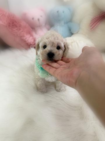 MIXビションプーの写真（香川県）