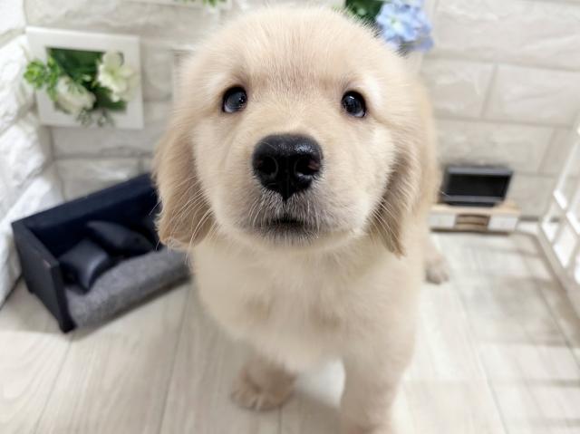 ゴールデンレトリーバー