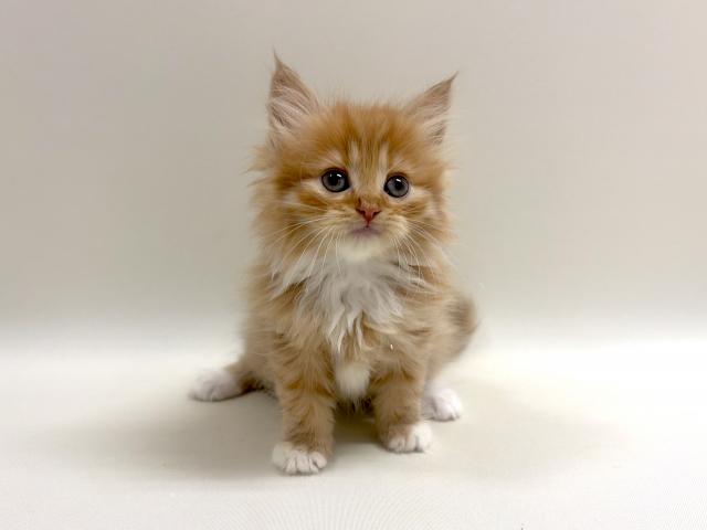 サイベリアン💕猫アレルギー有る方にお勧め猫種💕の写真3