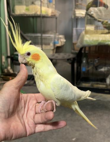 オカメインコ ルチノー