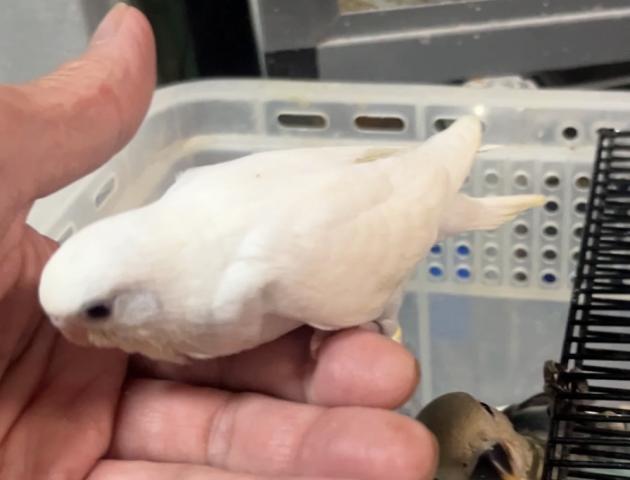 セキセイインコ 黒目