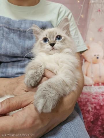サイベリアンウーロンちゃん💙甘えん坊で愛嬌たっぷり♪ブルーの瞳がキュート♡の写真6