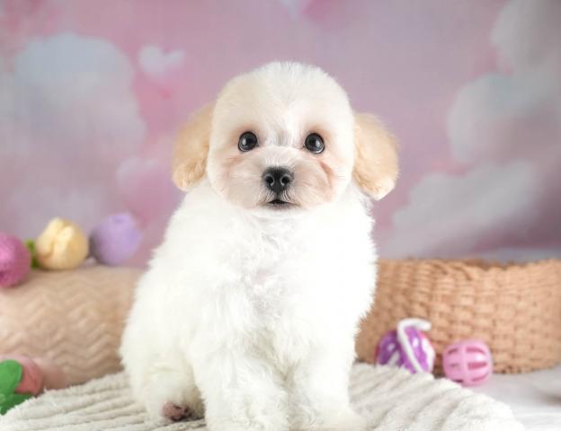 ビショプーションの写真2