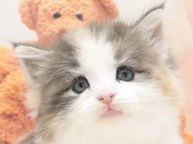ノルウェージャンフォレストキャット
