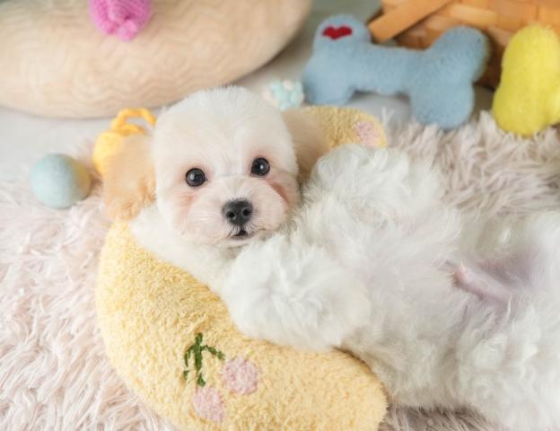 ビショプーションの写真4