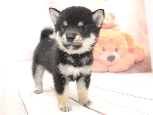柴犬(豆柴)の写真6