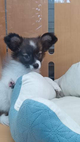 パピヨン