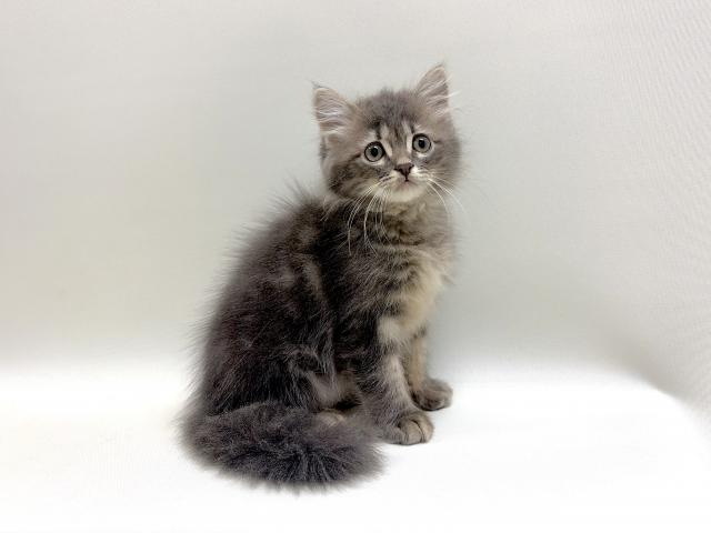 サイベリアン💕猫アレルギー有る方にお勧め猫種💕の写真3