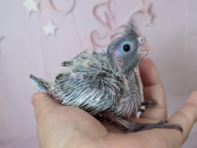 オカメインコ WFドミナントシルバーSF