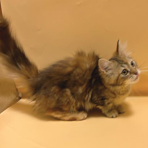 マンチカンの写真3