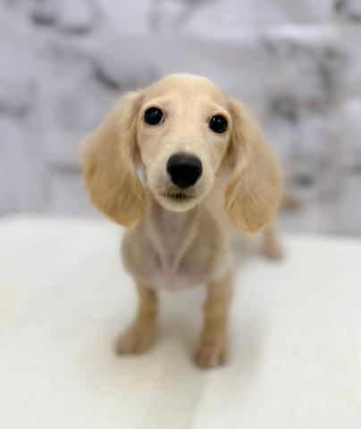ミニチュアダックスフンド【9/22お写真、動画更新！】Special price‼️とっても綺麗な毛色のダックスちゃん♡遊ぶの大好きわんこです！の写真3