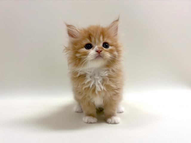 サイベリアン💕猫アレルギー有る方にお勧め猫種💕の写真2