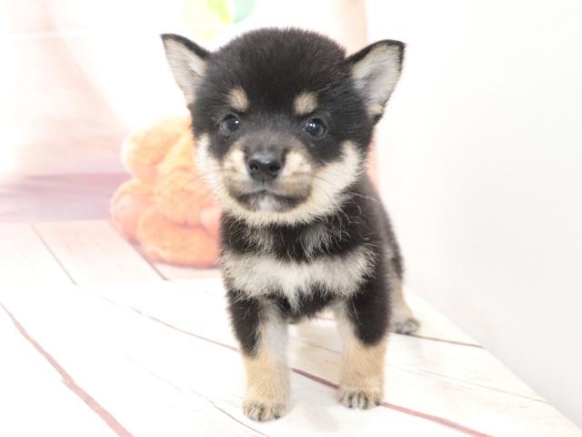 柴犬(豆柴)の写真2