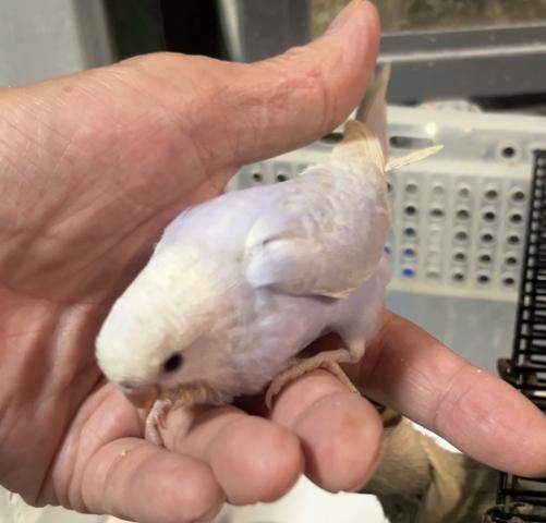 セキセイインコ　ライラック